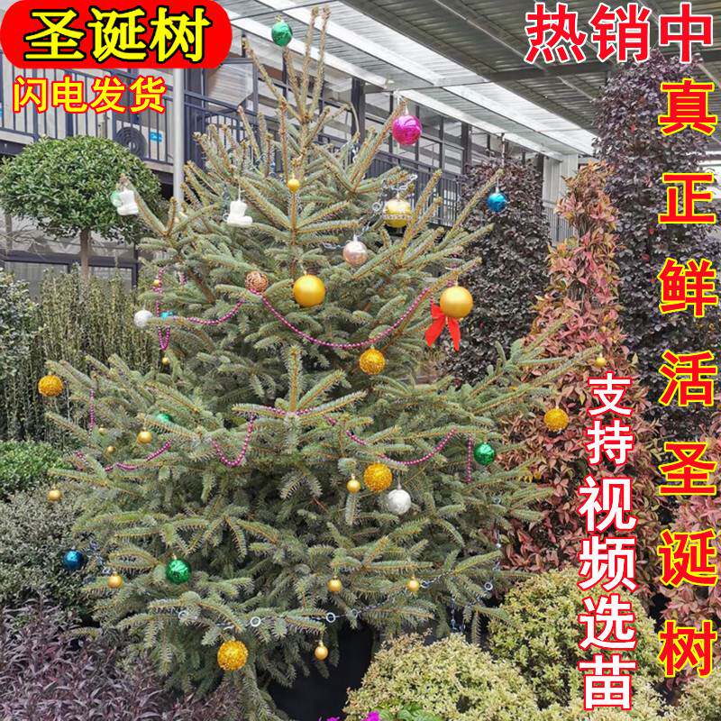 真圣诞树真树盆栽真正的圣诞树挪威云杉树苗活的圣诞树绿植活树