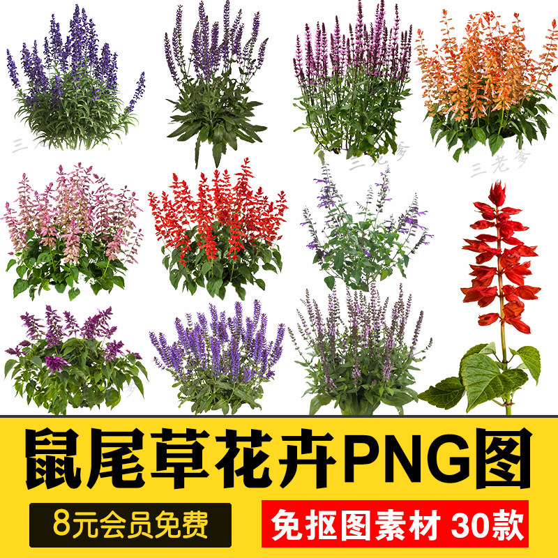 鼠尾草花卉png免抠图素材psd格式植物景观建筑园林配景高清带名称