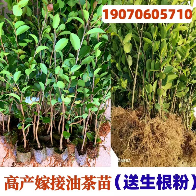江西长林高产嫁接油茶苗山茶油苗杂交良种油茶树苗白花红皮大果