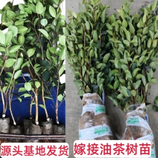 江西长林高产嫁接油茶苗山茶油苗油茶树高产苗白花红皮大果