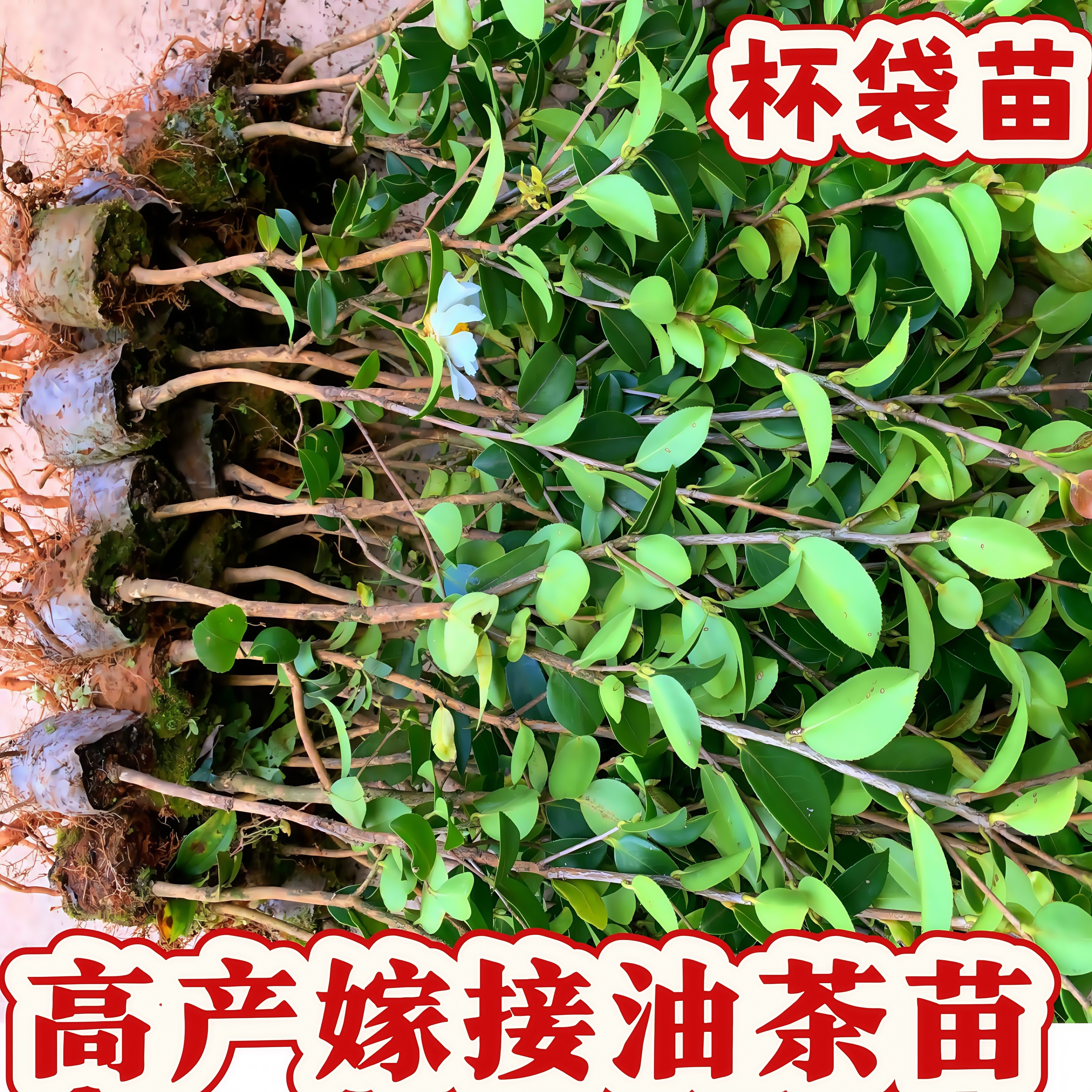 油茶树苗长林高产嫁接土杯