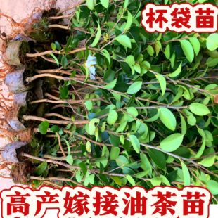 油茶树苗湘林210高产嫁接油茶苗油茶籽苗杯袋苗山茶油苗茶油苗