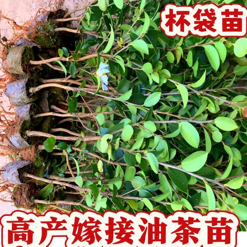 油茶树苗长林高产嫁接土杯