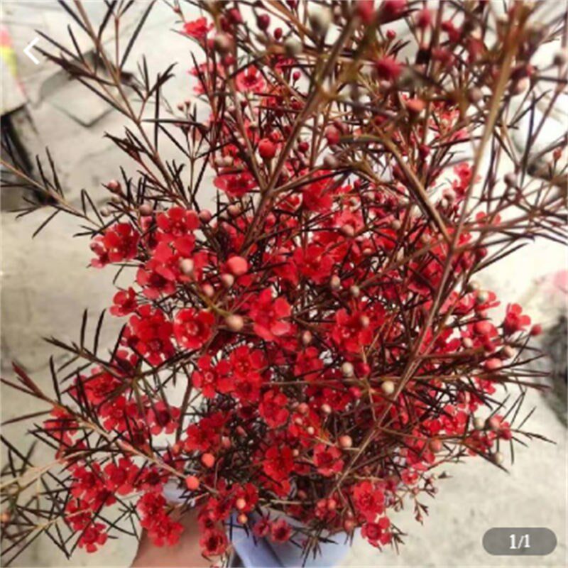 澳洲腊梅鲜花鲜切花云南昆明基地直发家用办公室水养平头尖头腊梅