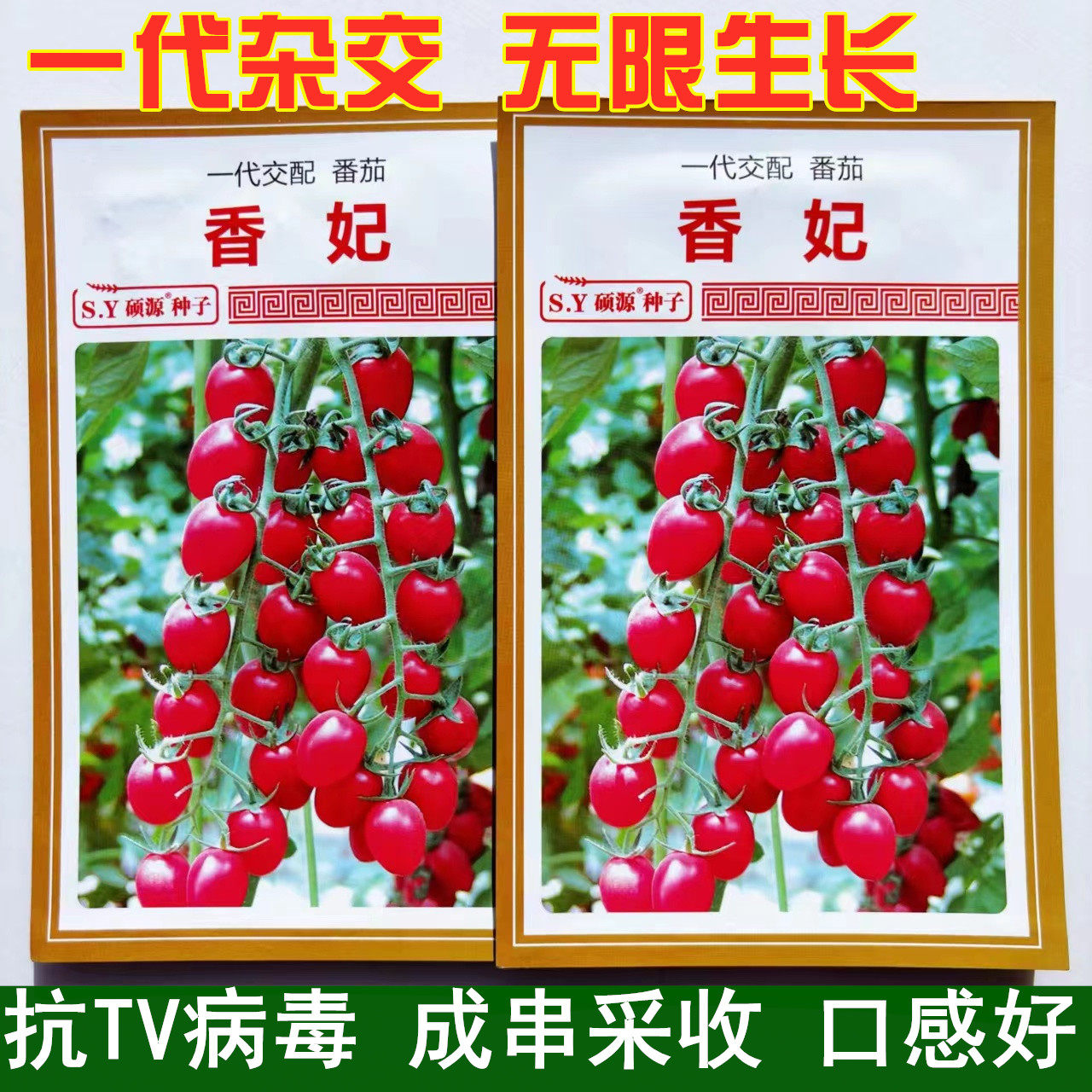 香妃小番茄西红柿种子沙瓤无菌高产抗病耐寒蕃茄阳台盆栽蔬菜种籽