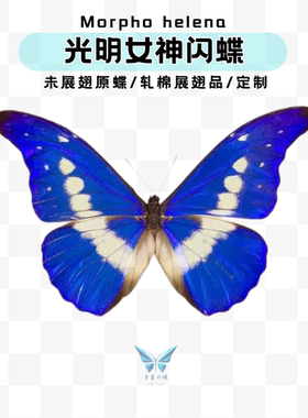 现货| Morpho rhetenor helena光明女神闪蝶A1原蝶未展翅标本进口