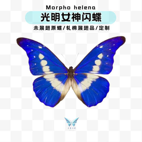 现货| Morpho rhetenor helena光明女神闪蝶A1原蝶未展翅标本进口