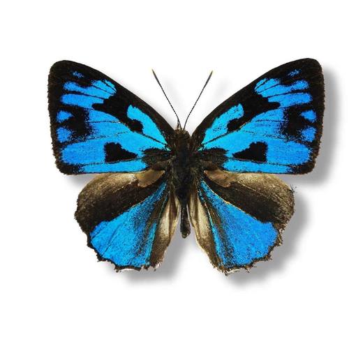 埃圆灰蝶 真标本原蝶未展翅手工diy制作装饰画材料精品-蝴蝶标本