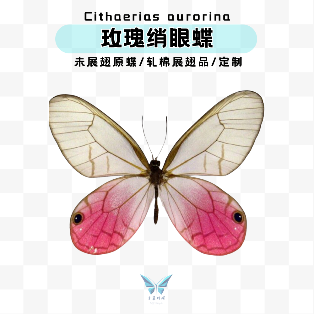 玫瑰绡眼蝶蝴蝶未展翅原蝶标本压棉展翅相框摆件,文具电教/文化用品/商务用品,教学标本/模型,淘宝优惠券,粉丝福利购,淘宝优惠卷