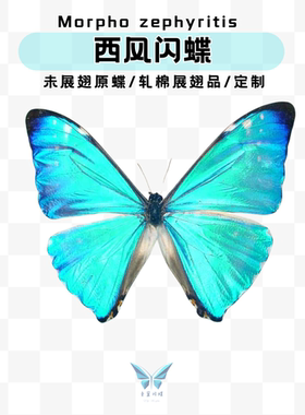 现货 西风闪蝶A1原蝶未展翅标本进口蝴蝶
