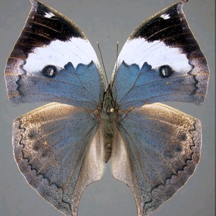 白条枯叶蛱蝶进口蝴蝶未展翅原蝶标本蝴蝶压棉展翅品雌雄混发