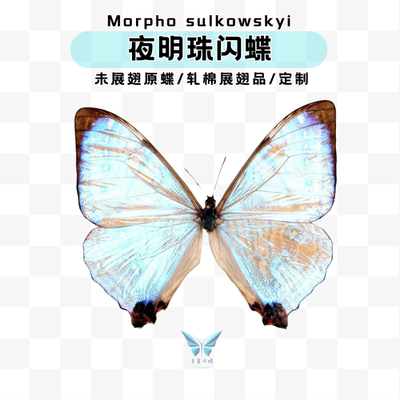 原蝶未展翅夜明珠闪蝶青翼闪蝶A1