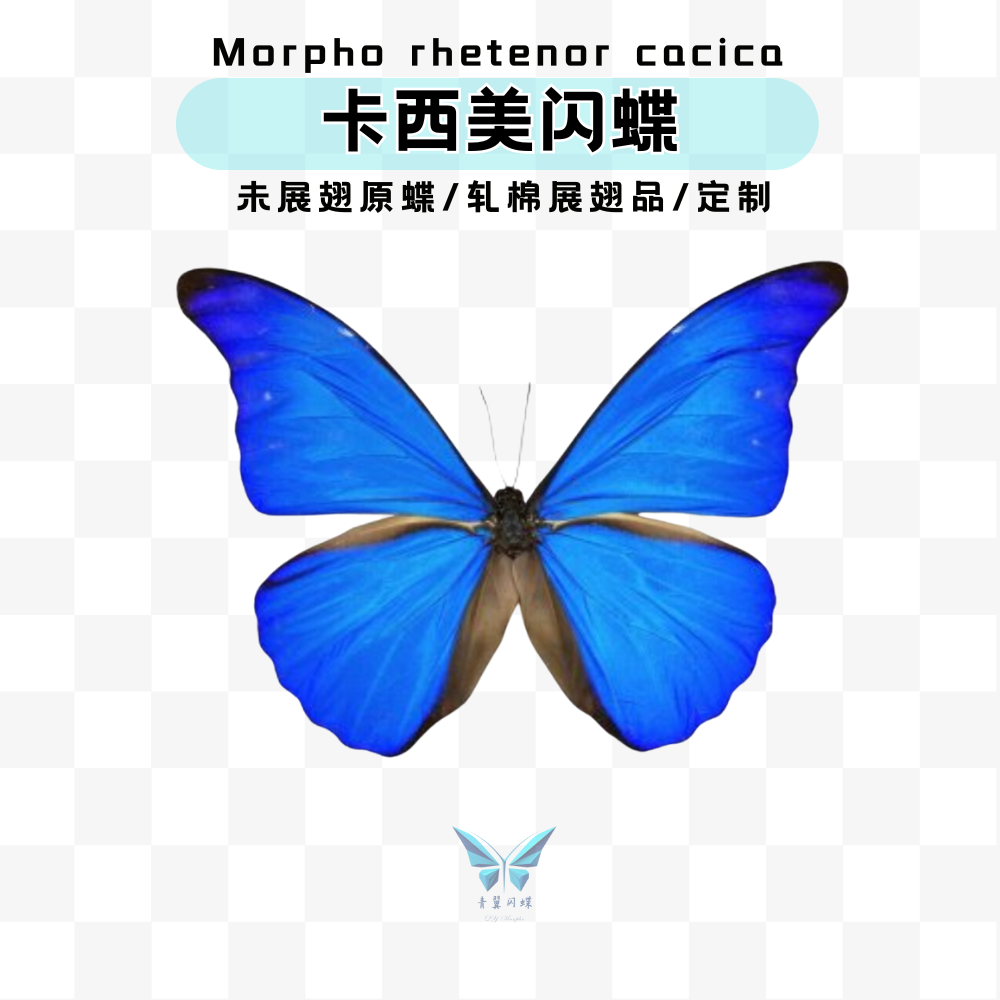 Cacica卡西美蓝闪蝶未展翅原蝶尖翅膀未展翅标本压棉展翅相框摆件
