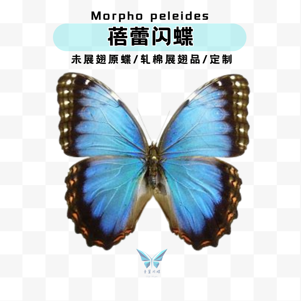 蓓蕾闪蝶黑框蓝闪蝶A1原蝶雌雄混发未展翅标本压棉展翅相框摆件