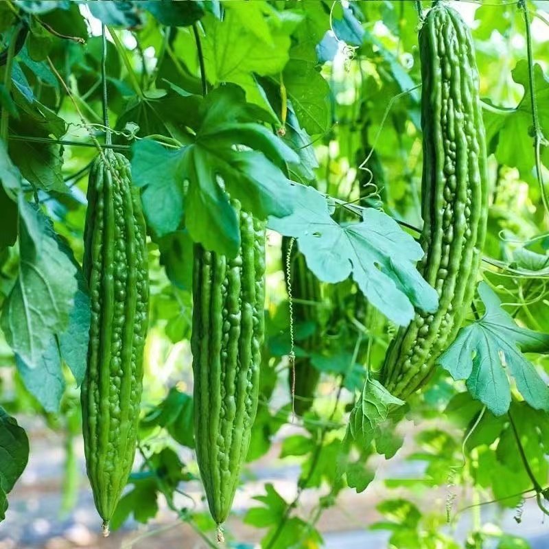苦瓜种苗白苦瓜秧苗翠绿苦瓜种子苗四季种植高产丝瓜秧苗盆栽苗