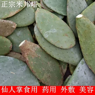 米邦塔仙人掌可食用药用仙人掌绿植盆栽美容灌肤嫁接外敷内服多肉