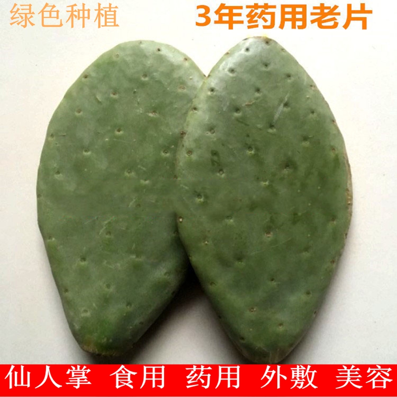 可药用食用仙人掌片美容外敷灌肤墨西哥米邦塔类灌肤绿植盆栽室内