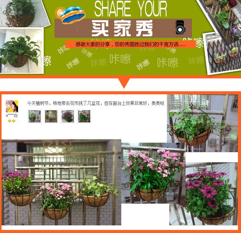 挂墙绿植真花禄萝盆栽悬挂式植物四季青阳台养什么适合种的吊蓝花