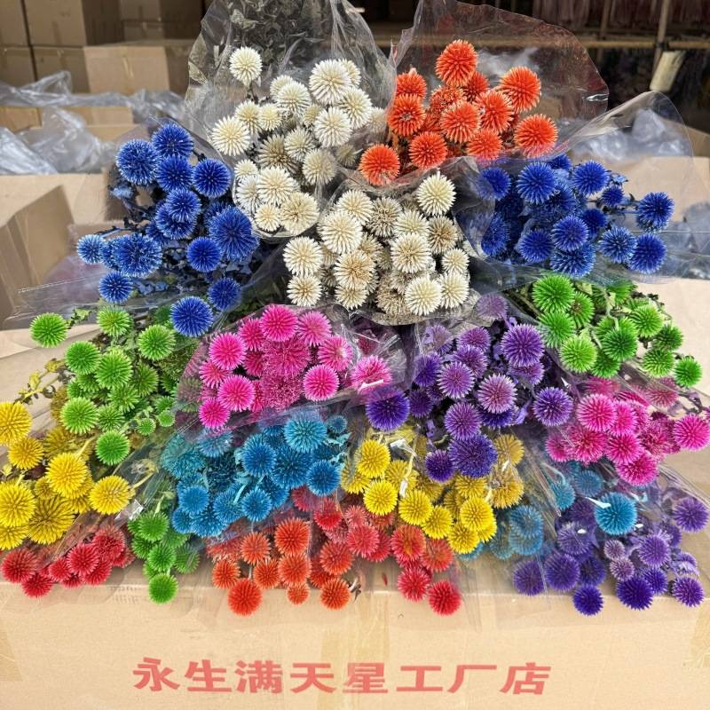 云南永生蓝星球干花永生刺果家居装饰插花永生刺芹自然干花