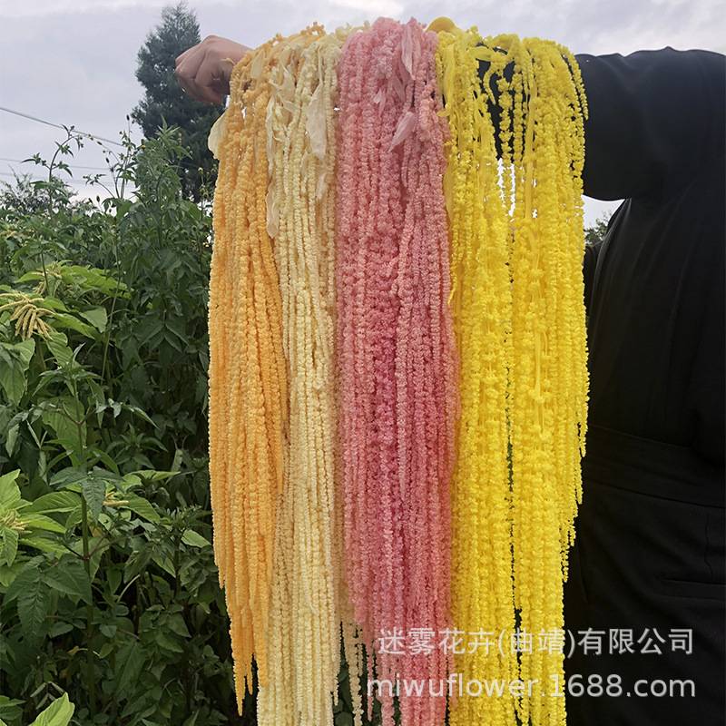 永生花吊米柔丽丝情人泪长穗花干花酒店婚礼装饰花影楼悬挂花