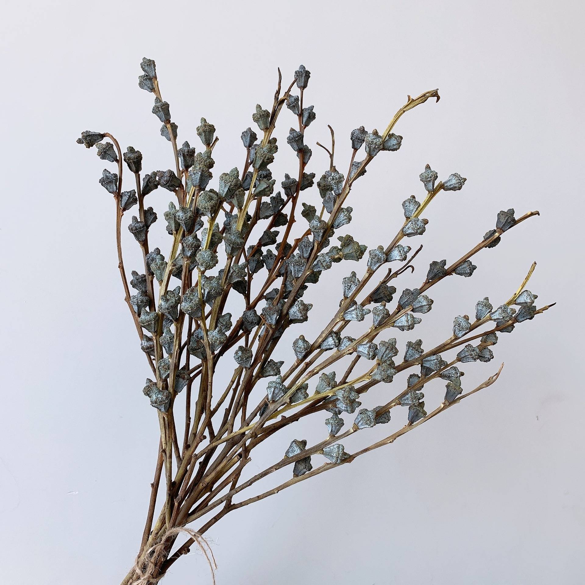僵尸果尤加利果森系干花真花干枝桉树果家居装饰香薰材料包插花