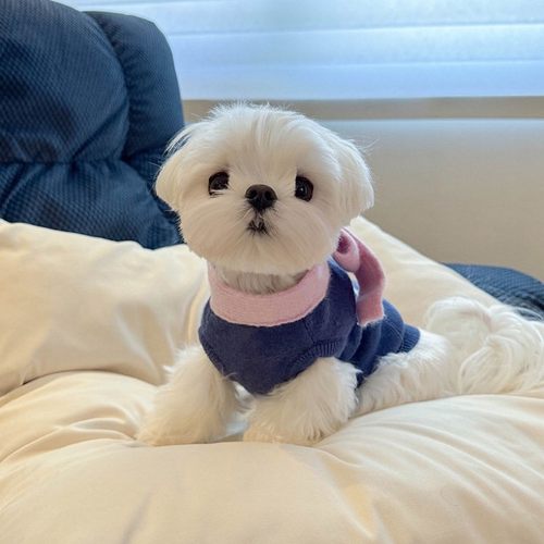 狗狗猫咪保暖小围巾毛衣针织衫马尔济斯博美雪纳瑞毛衣猫衣服