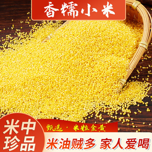 农家黄小米 赤峰敖汉金苗小米香糯粘稠 米油浓厚