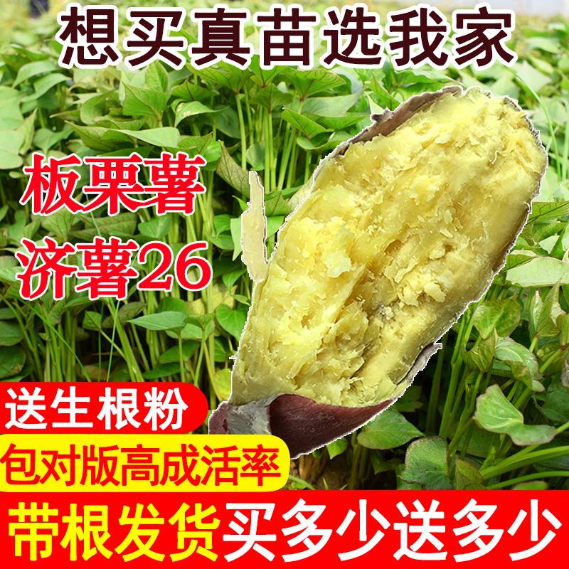 高产量黄心板栗薯济薯26红薯苗秧