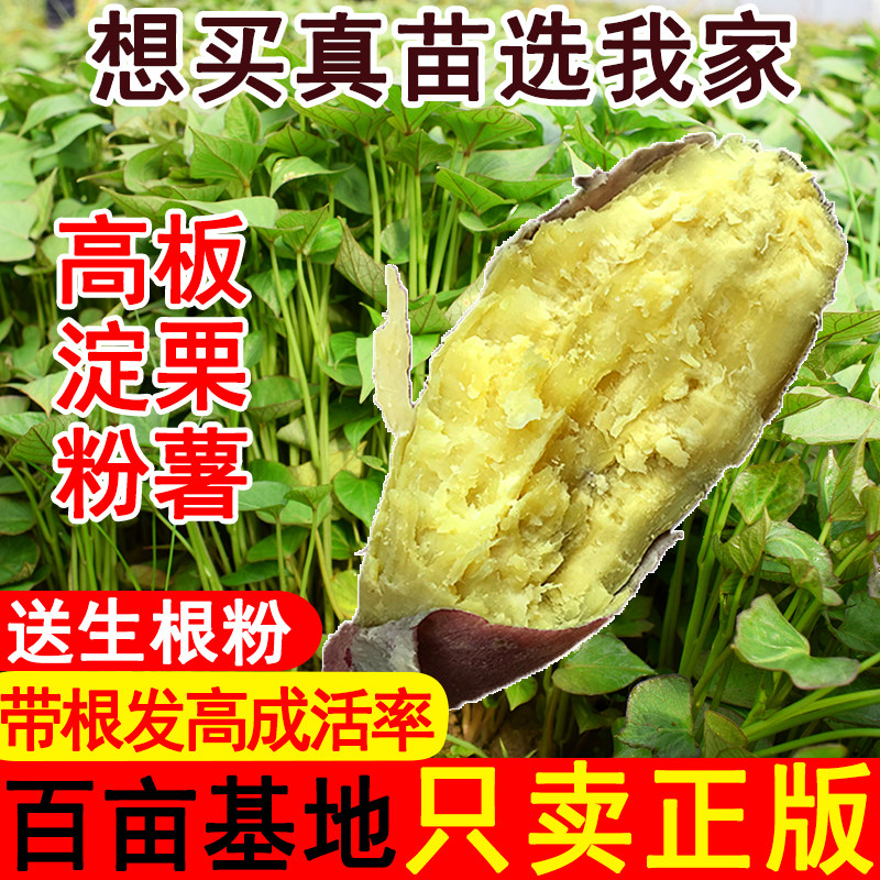 高产西瓜红高淀粉黄心板栗薯商薯19淀粉薯苗做粉条红薯专用苗秧