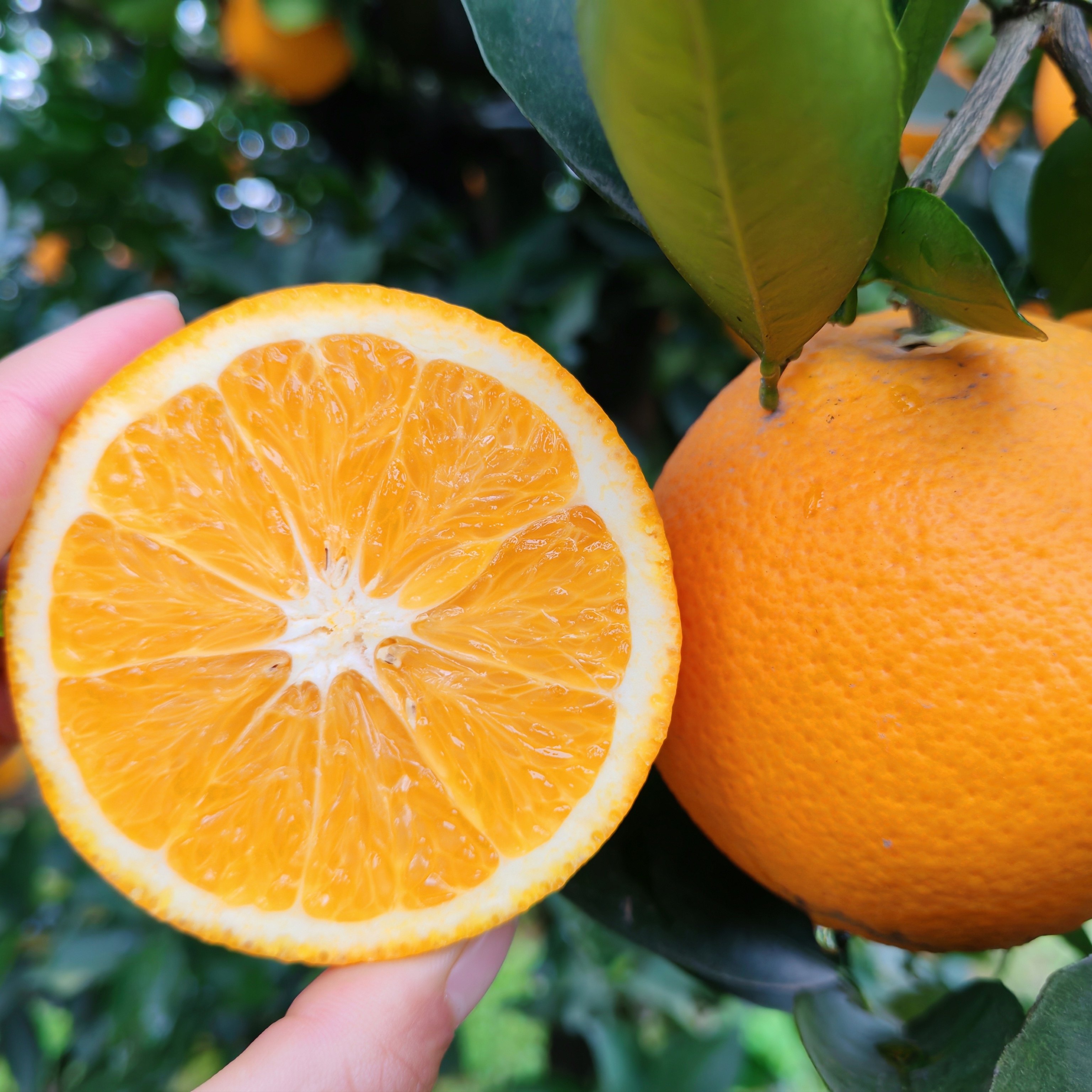 �����ߺߡ��Ĵ�������ȡ������֭����ֱ��������ժ�ַ����� ��5��С���� 65mm-75mm�����ʣ� 19.9Ԫ