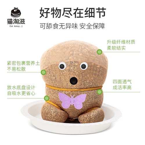 Кошачья трава пшеница семян семян