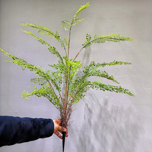 仿真防晒人造植物肾蕨波斯蕨蜈蚣草假草地插绿植软装装饰景观造景