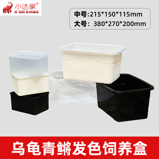 佛鳄龟白色观背黑色乌龟活体发色盒养龟苗孵化饲养盒隔离冬眠龟箱