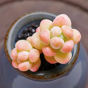 天使之泪多肉植物群生老桩多头肉肉阳台花卉绿植盆栽组合老桩多肉