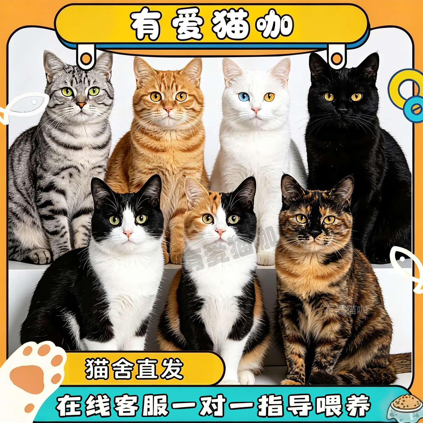 纯种中华田园猫橘猫狸花猫纯黑猫纯白猫玄猫幼猫活体疫苗齐全