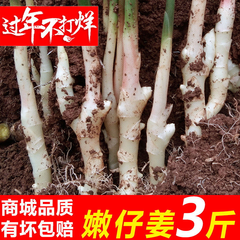 【现货速发】超嫩】现挖农家嫩仔姜3斤新鲜蔬菜当季小子姜醋泡嫩姜时令生姜芽子