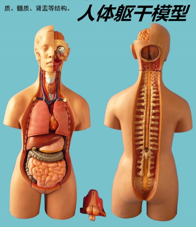 初中生物心脏模型人体解剖模型儿童玩具人体器官模型结构躯干构造