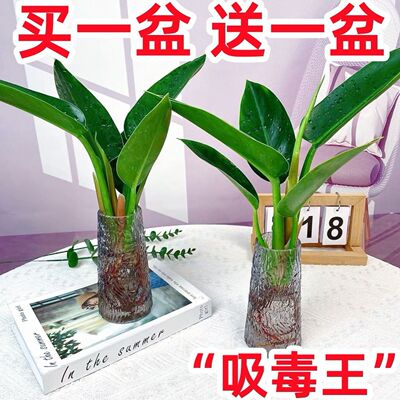 不需要阳光的植物室内好养喜阴千里香盆栽冬天不怕冻的绿植四季青