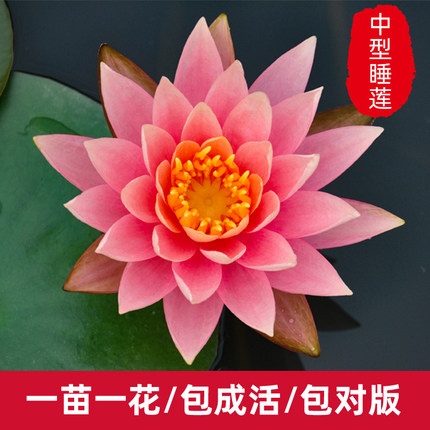 睡莲带花苞迷你花苗水培养生植物花卉微型碗莲盆栽种苗根块茎池塘