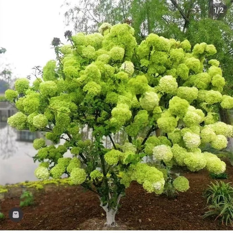 木本绣球斗球中华木绣球正宗大花斗球室内外庭院盆栽地栽耐寒花卉