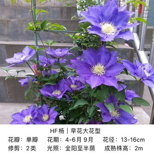 帅帅园艺 HF杨 蓝色丰花大花庭院爬藤阳台盆栽绿植
