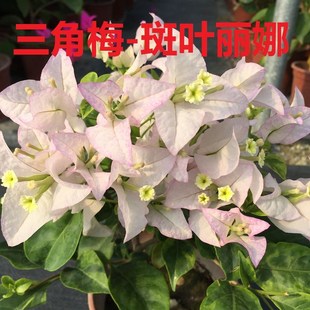 勤花金边斑叶丽娜三角梅爬藤植物盆栽带花盆室内阳台庭院四季花
