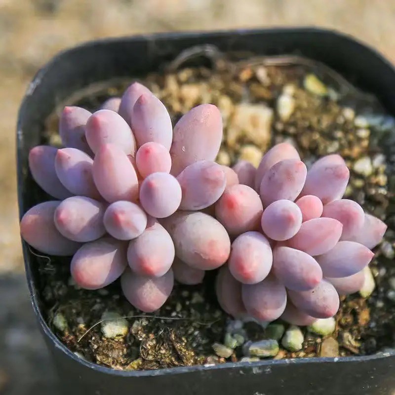 婴儿手指群生多头多肉植物盆栽肉肉新手植物办公室创意花卉绿植