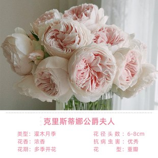 雷叔的花园克里斯蒂娜公爵夫人尘世天使月季花苗盆栽丰花抗病浓香