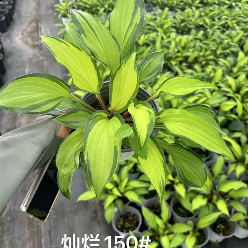 腾飞园艺进口玉簪金边花叶绿叶花卉庭院阳台多年生宿根花镜植物