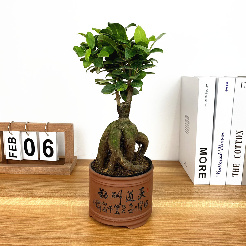 人参榕小叶榕四季常青耐寒榕树造型树桩盆景苗室内禅意盆栽绿植