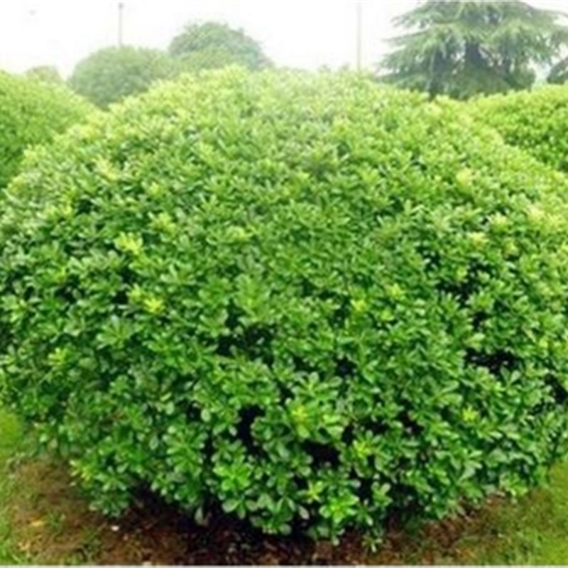 红花继木球红叶石楠球树苗冬青黄杨金森女贞海桐球庭院工程绿化苗