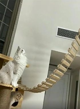 Wall Mounted Cat Tree Escalada Escada, Prateleiras de Madeir