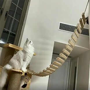 Wall Mounted Cat Tree Escalada Escada, Prateleiras de Madeir
