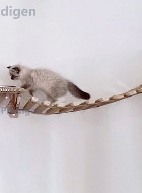 Wall Mounted Cat Escalada Escada, Scratcher, Ponte Suspensa,